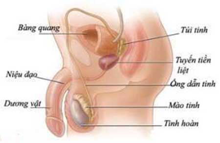 BỆNH NAM KHOA: KHÁM VÀ ĐIỀU TRỊ